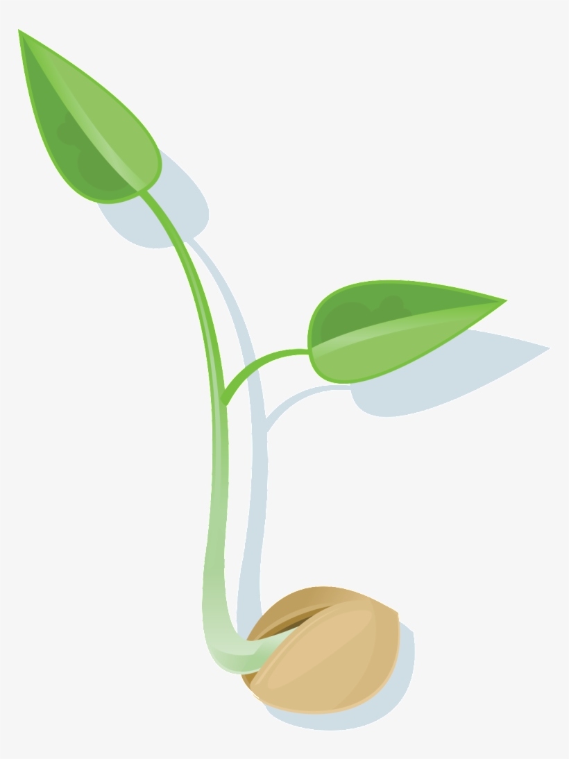 Seed Png File - Seed Png, transparent png download