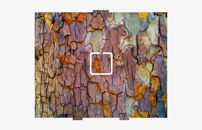 Tree Bark - 1 On/off - Campings-reise-postkarte Postkarte, transparent png download