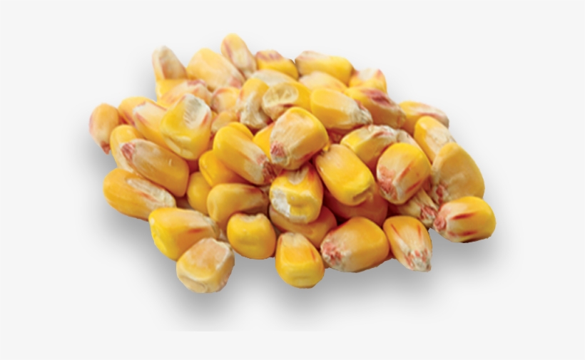 Excellent Seed Detection - Seed Png, transparent png download