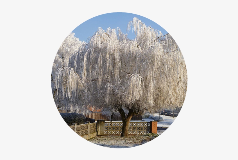 Site Under Construction - Willow, transparent png download