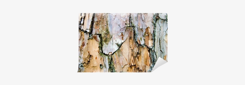 Tree, transparent png download
