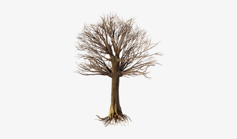 Psd Detail - Tree, transparent png download