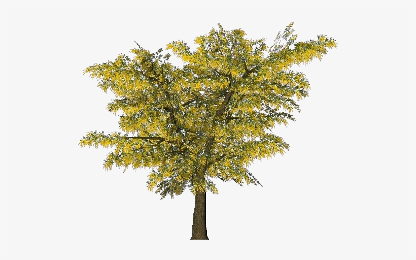 3d Trees - Mimosa - Куст Акации Пнг, transparent png download