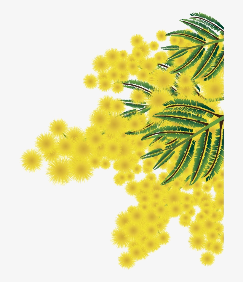 Albero Mimosa Png - Coltsfoot, transparent png download