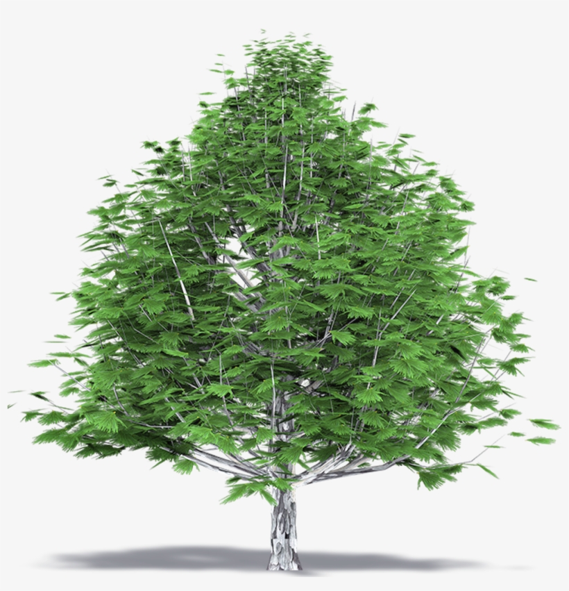 Beechwood Tree Top View, transparent png download
