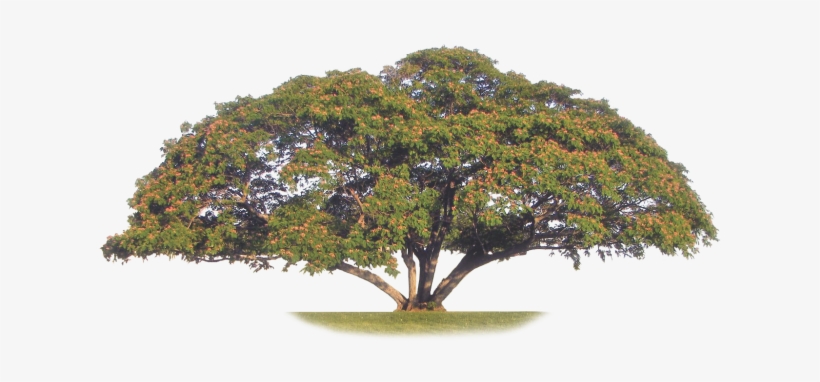 Mimosa Mining Company Ltd Brand Resides In The Minds - Mexican Pinyon, transparent png download