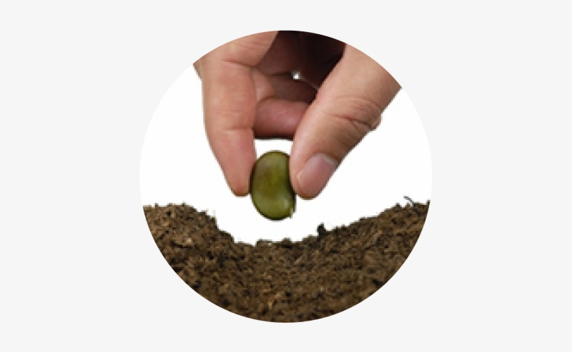 Seed In Soil Png Image Transparent Png Free Download On Seekpng