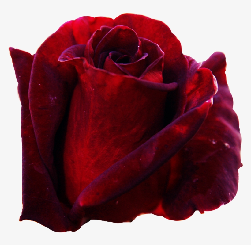 Dark Red Rose - Dark Red Rose Png, transparent png download