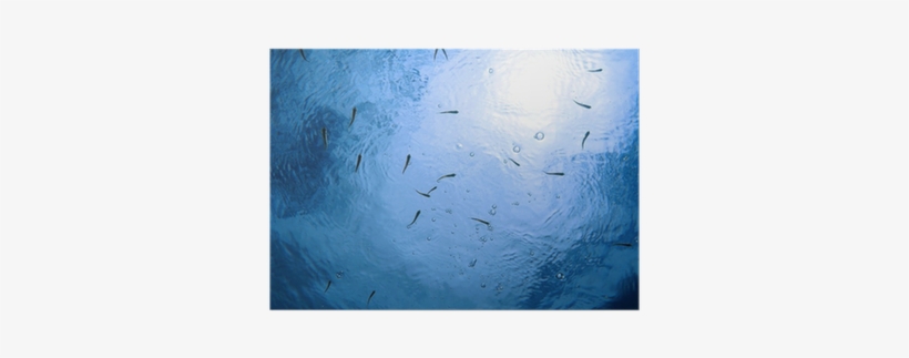 Small Fish Under Water Surface With Air Bubbles Poster - Underwater, transparent png download
