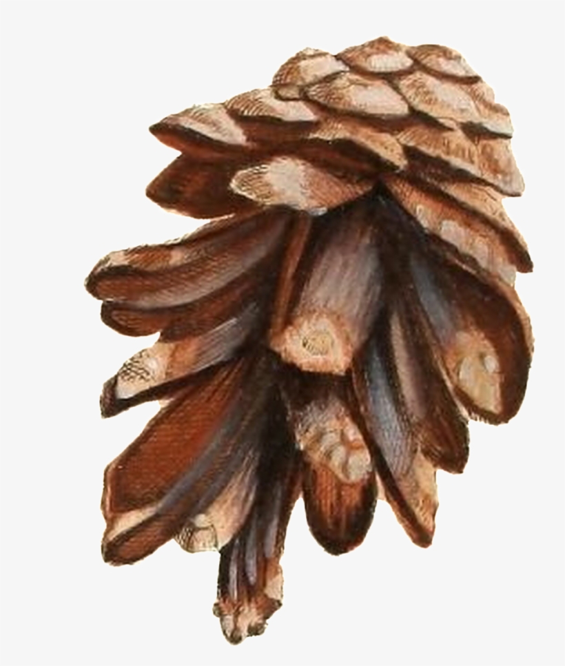 Hand-painted Realistic Pine Cone Transparent Plant - Vintage Weihnachtsgrußkarte Mit Vögeln U. Blumen Karte, transparent png download