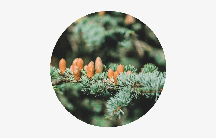 Original Size Is 466 × 457 Pixels - Pine, transparent png download