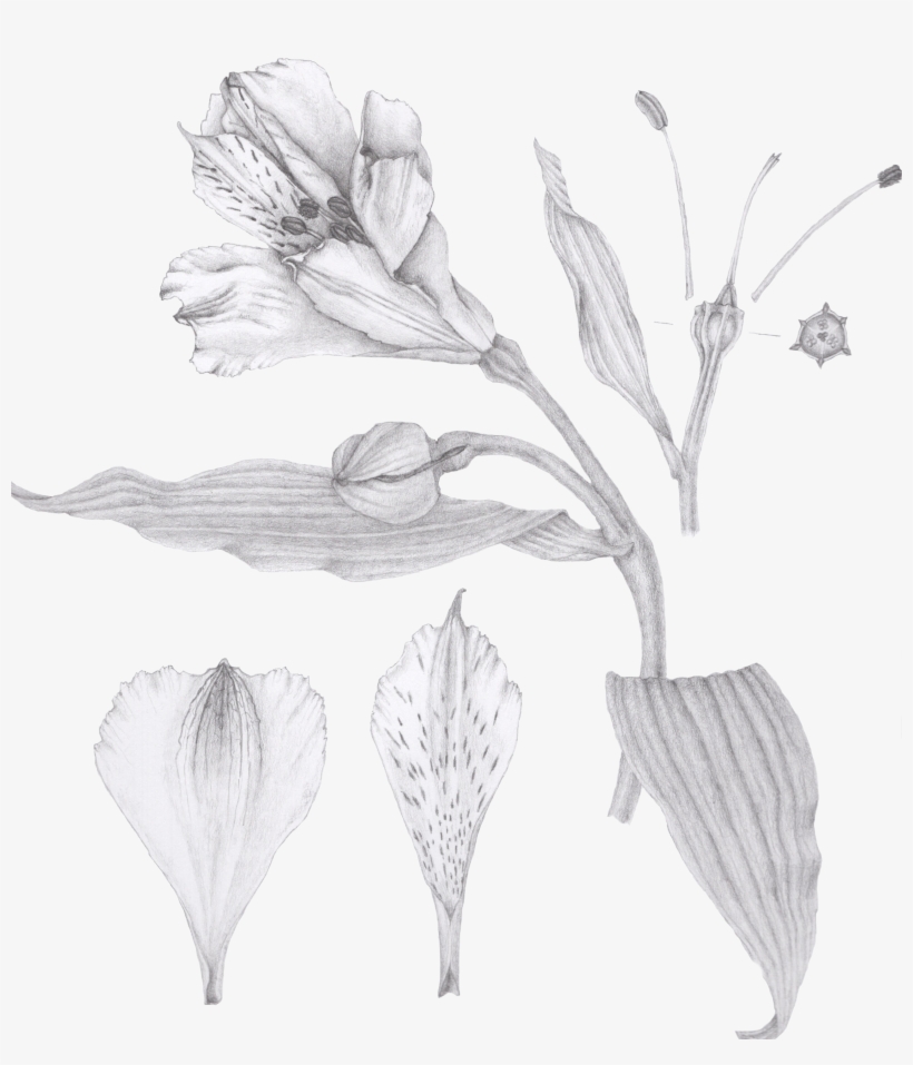 The Third Botanical Illustration, Of A Pine Cone, Appears - Still Life Photography, transparent png download