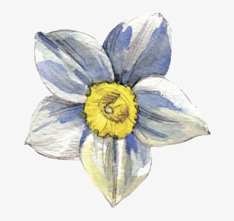 White Flower Transparent Decorative - Watercolor Painting, transparent png download