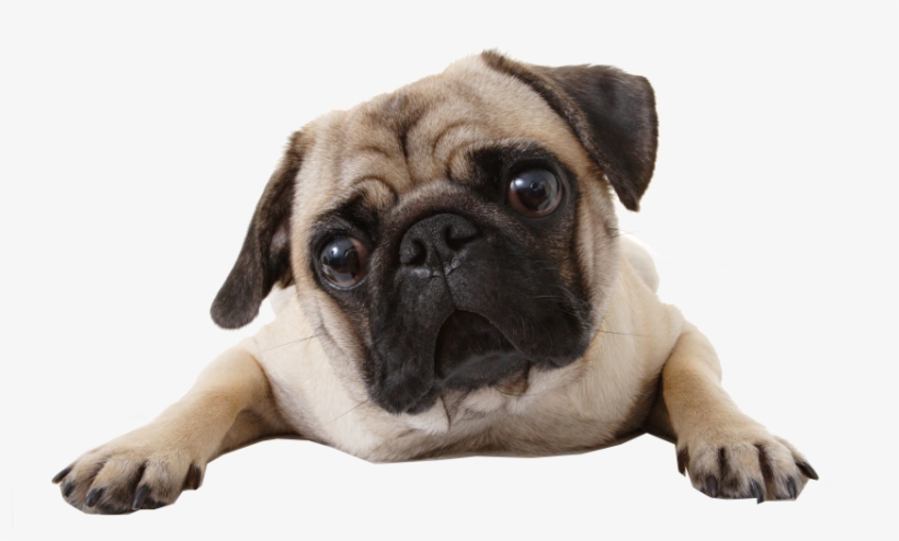 Perro, Png, And Pug Image - Pug Magnet, transparent png download