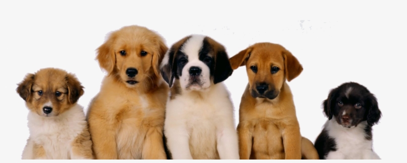 Un Perro, La Mascota Ideal - Health Dogs 4 Life Quiet And Calm My Pet (all Natural, transparent png download