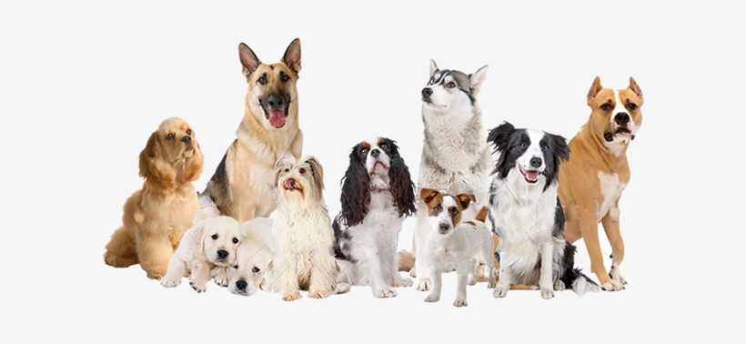 Gracias - Cocker Spaniel Birthday Card, transparent png download