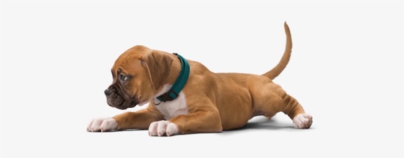 Png Perro, transparent png download