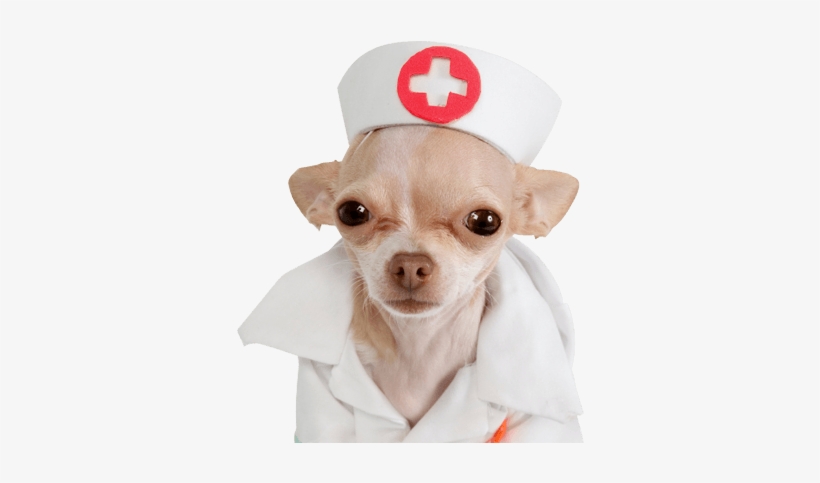 Perro-enfermero - Chihuahua Nurse, transparent png download