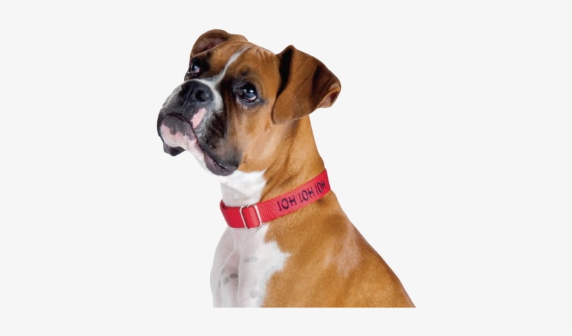 Knino, Alimento Premium Para Perros De Todas Las Razas - Perros Png Transparent Boxer, transparent png download