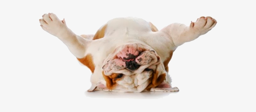 Silly Bulldog Greeting Card, transparent png download