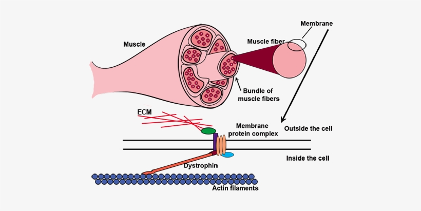 Dystrophin, A Protein That Maintains The Structural - Muscular Dystrophy Cells, transparent png download