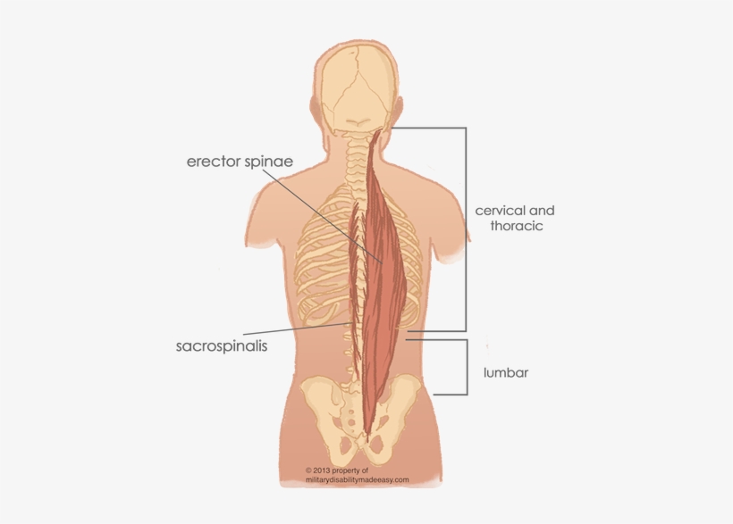 Download Torso Muscles 4 - Paraspinal Muscle Group | Transparent PNG ...