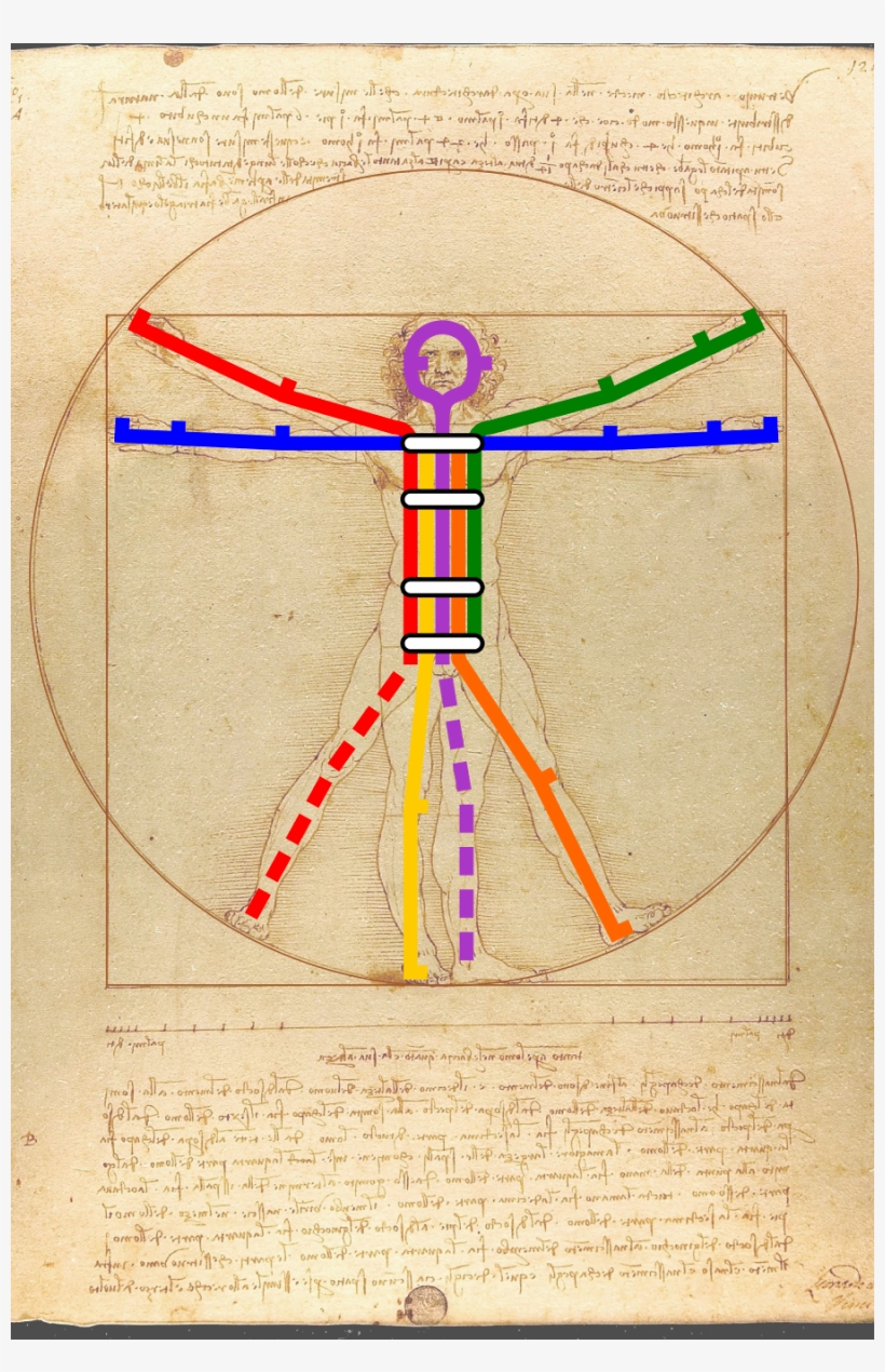 Vitruvian Transit - Leonardo Da Vinci, transparent png download
