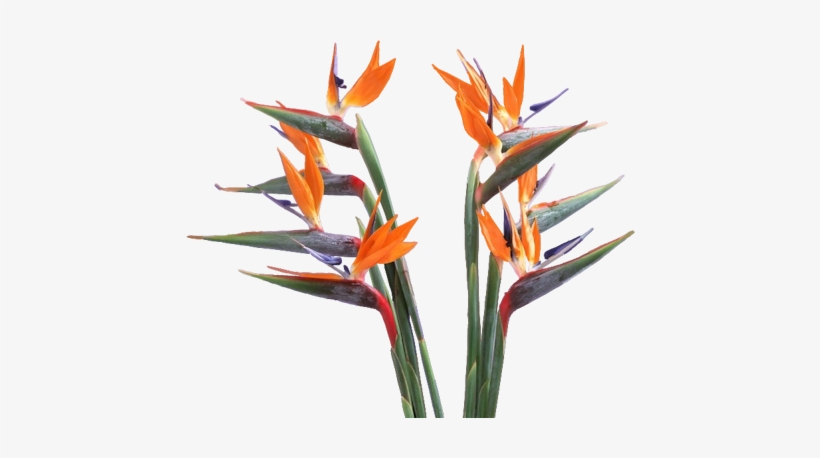Fl-10 - Birds Of Paradise Png, transparent png download