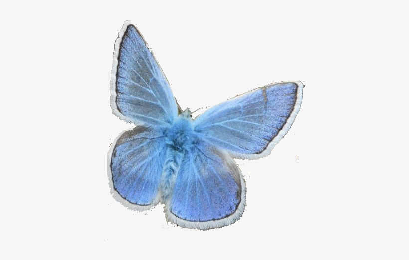 Alpine Blue Butterfly - Holly Blue Butterfly Transparent, transparent png download