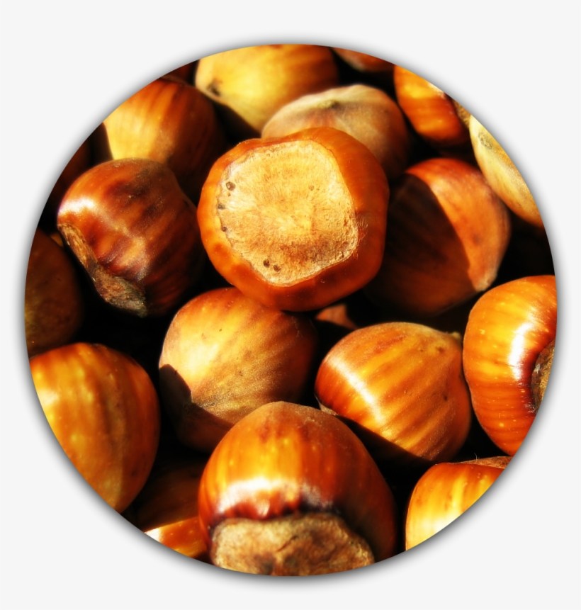 Cob Nuts - Hazelnuts, transparent png download