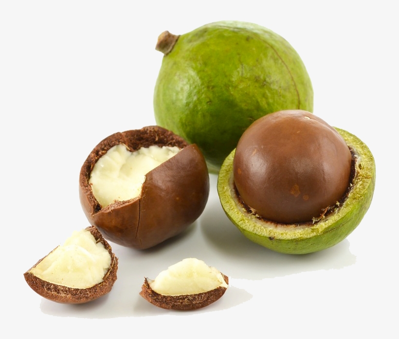 Macadamia Nuts Png High-quality Image - Macadamia Oil Png, transparent png download