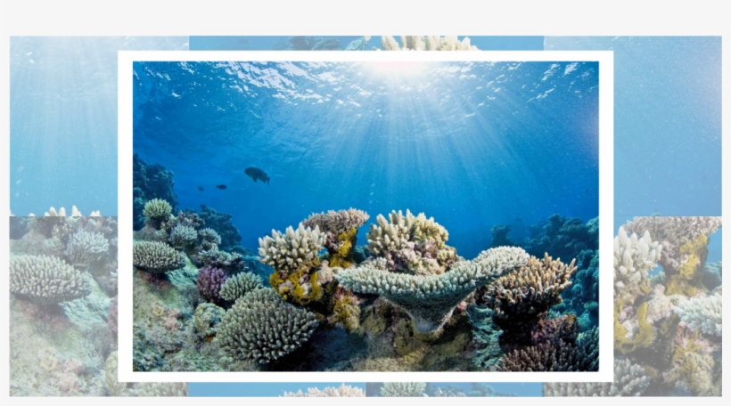 Coral Reef Builders Are In Sharp Decline - Great Barrier Reef Transparent, transparent png download