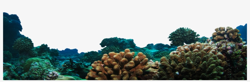 Leave A Reply Cancel Reply - Coral Reef Transparent, transparent png download