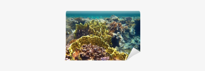 Coral Reef, transparent png download