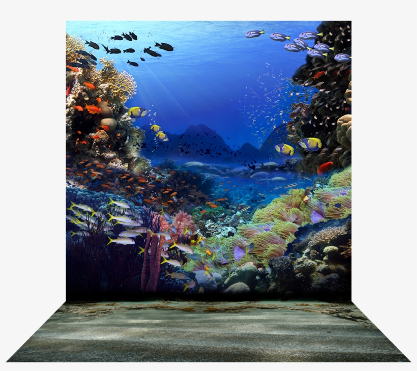 Coral Reef - Colorful Coral Reef, transparent png download