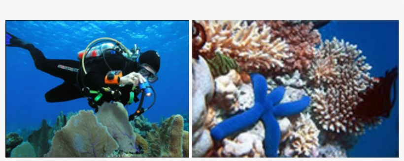 Coral Reef Watching Bar Reef Is A Beautiful Coral Garden - Everglades Coral Reef, transparent png download