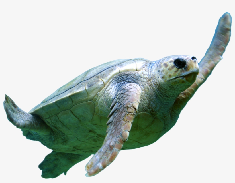 Turtel Swimming Png Image - Keep Calm And Love Sea Turtles, transparent png download