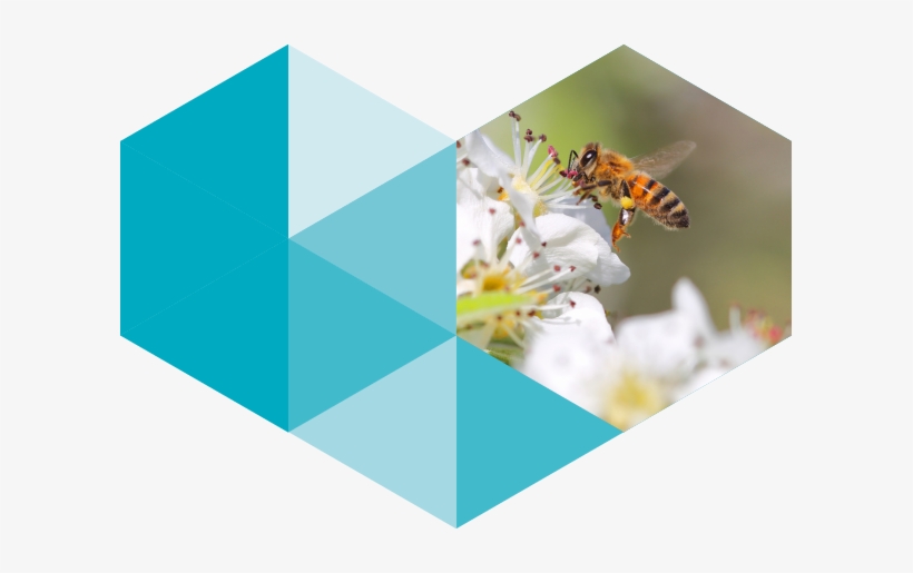 Bee, transparent png download