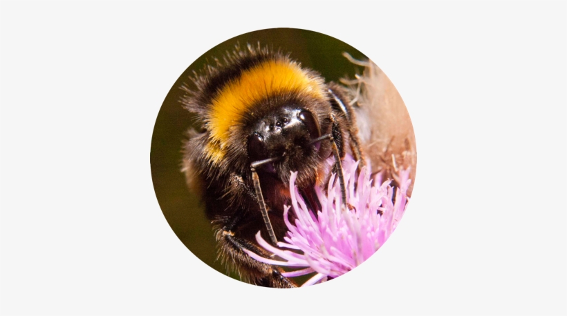 Save Our London Bees - London Bees, transparent png download