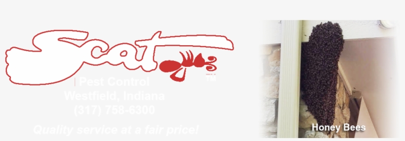 17-honey Bees - Honey Bee, transparent png download