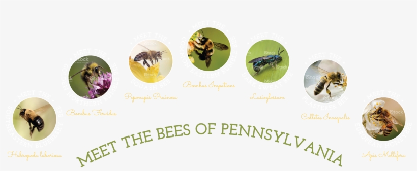 Native Bees Of Pennsylvania - Pennsylvania, transparent png download