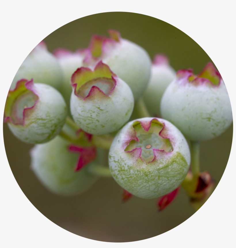 Blueberry Grower - Blueberry, transparent png download