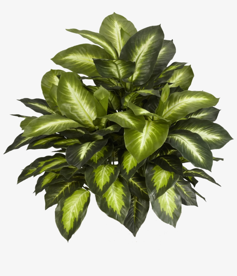 Leafs And Flowers Png Image Free Download - Nearly Natural Golden Dieffenbachia Silk Plant, Green, transparent png download