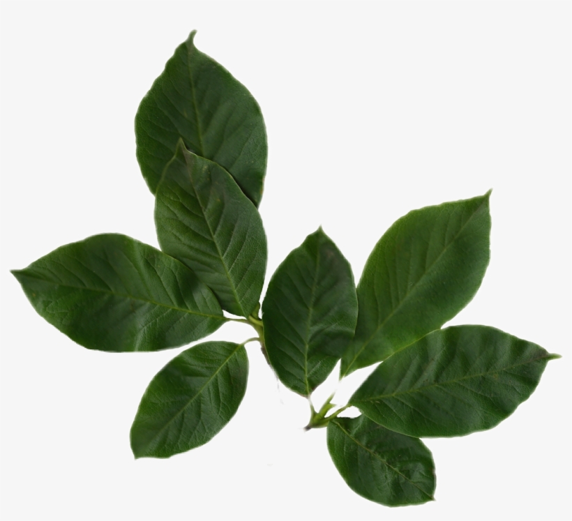 Leafs Leaf Nature Sticker Png Niche Nichememe Moodboard Magnolia