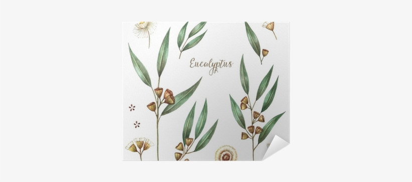 Aromata Organic 100% Pure Eucalyptus Essential Oil-, transparent png download