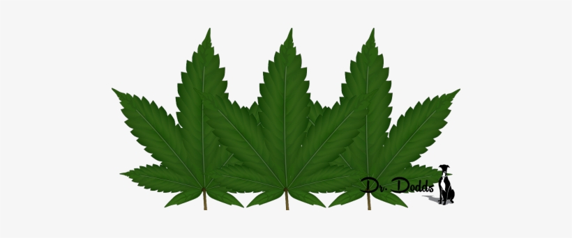 Medical Cannabis And Its Impact On Pets - Happy Canada Day 2018, transparent png download