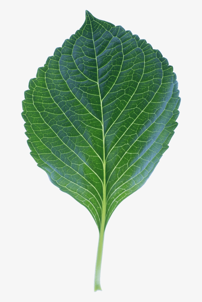 Holly Leaves Photo Leaves Png Image - Leaf, transparent png download