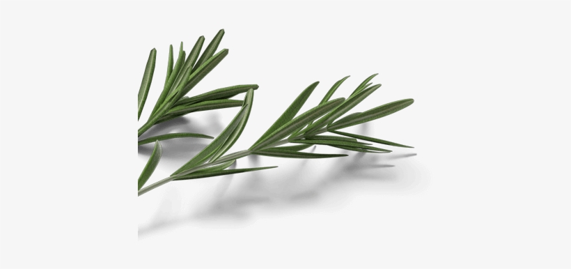 Read More - Evergreen, transparent png download