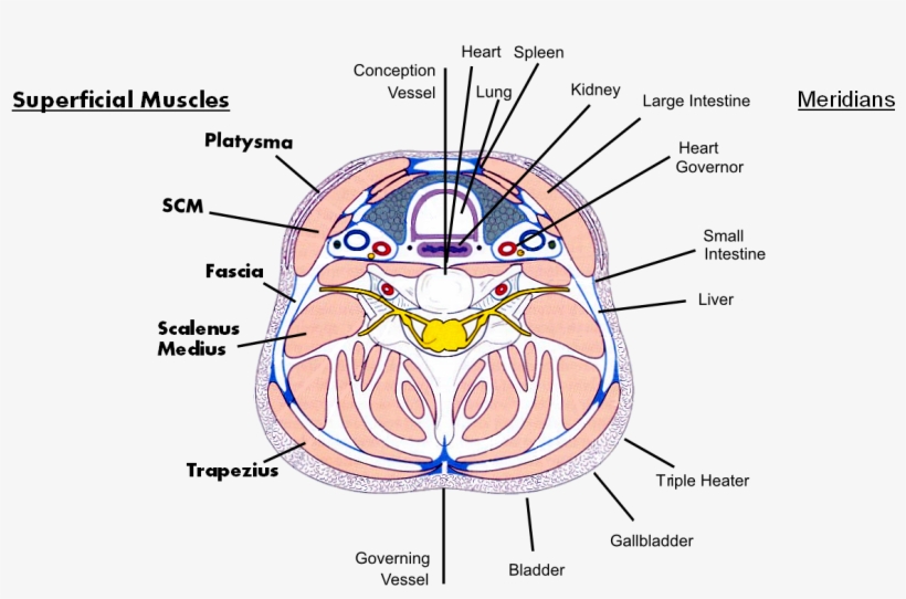 The Anatomy Of The Neck, Part Four - Muscles Of The Neck, transparent png download