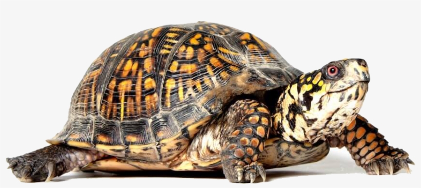 Turtle Png - Box Turtle Png, transparent png download